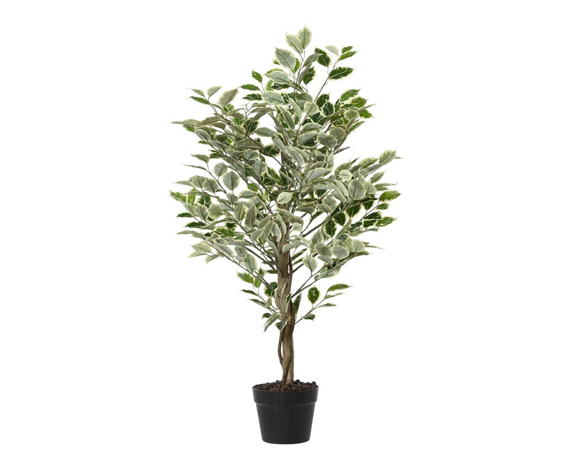 Plant ficus H120cm pot