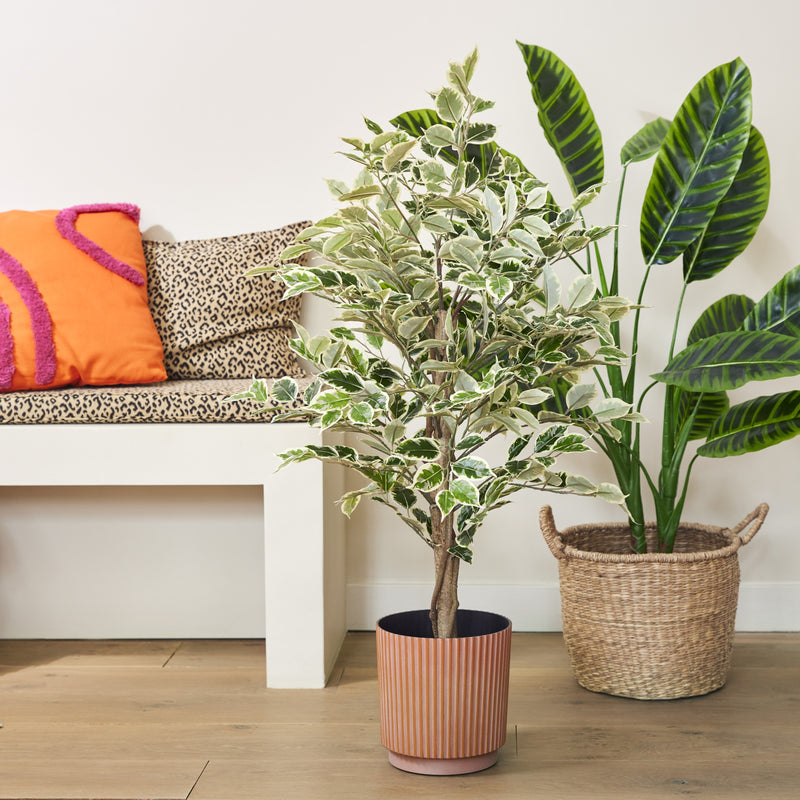 Plant ficus H120cm pot