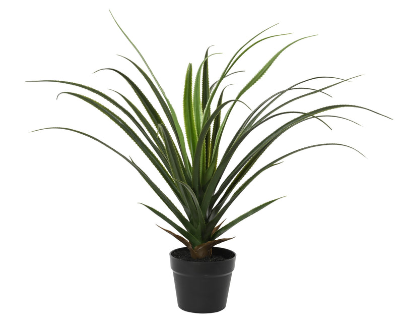 Plant pot pandanus