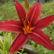 Hemerocallis ‘Crimson Pirate’ flowering in a garden