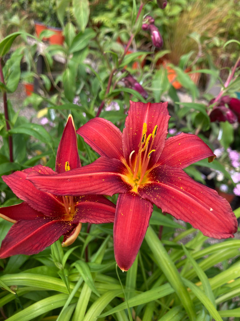 Hemerocallis ‘Crimson Pirate’ showing its flowering stems and foliage