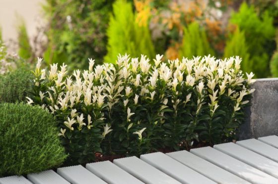 Euonymus japponica 'Paloma Blanca'