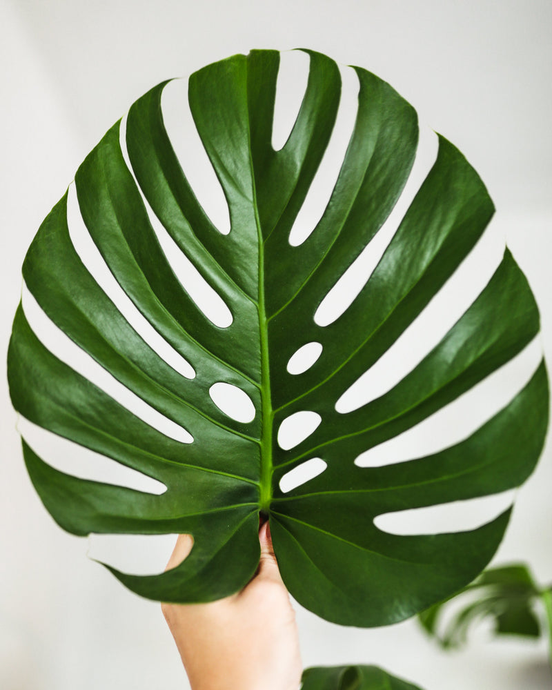 Monstera deliciosa | Swiss Cheese Plant (P21)