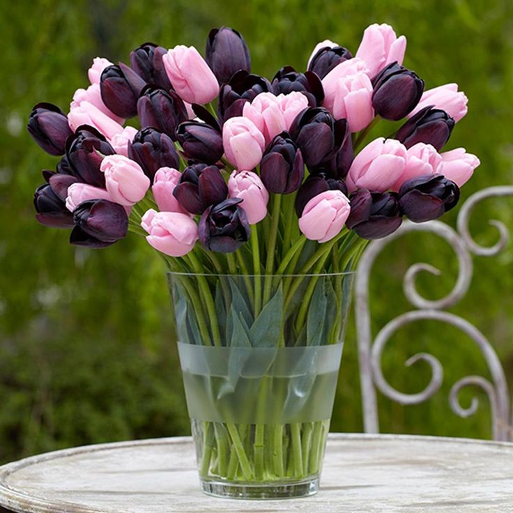 Tulip 'Synaeda Amor' (8 Pack)