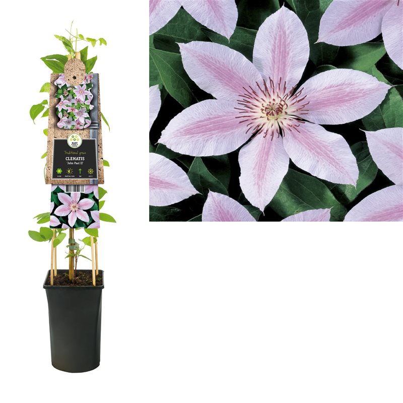 Clematis 'John Paul II' (2.25 Litre)
