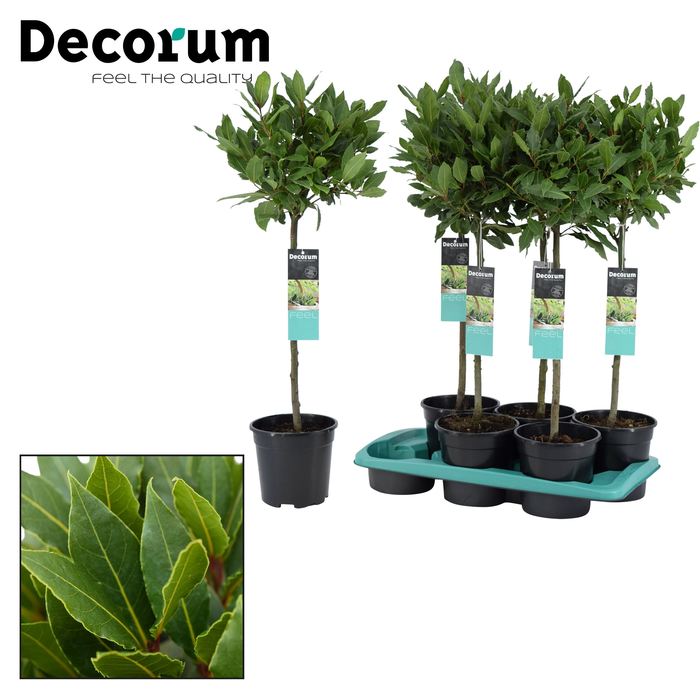 Laurus nobilis | Bay Laurel Half Standard 75cm-80cm Tall with 25cm head