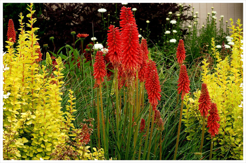 Kniphofia 'Redhot Popsicle' 2L