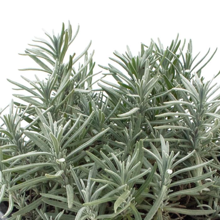 Lavander | Lavandula angustifolia P14