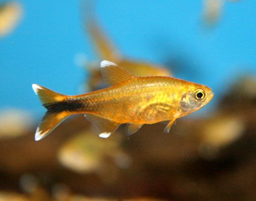 Silvertip Tetra (XL)
