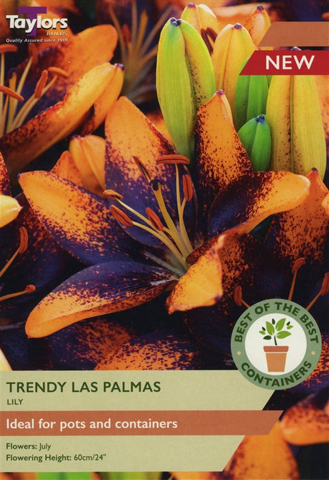 Lily Trendy Las Palmas