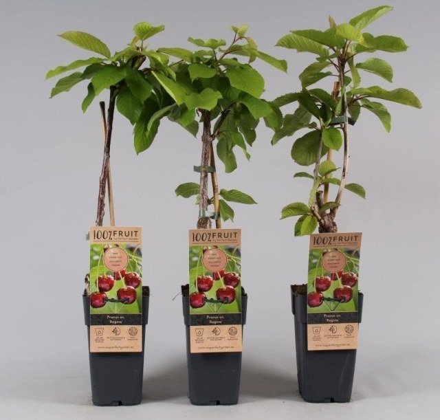 Sweet Cherry Tree | Prunus Avium 'Regina' (2 Litres)