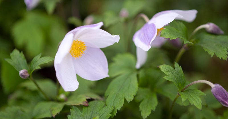 Anemone 'Wild Swan' | Japanese Anemone