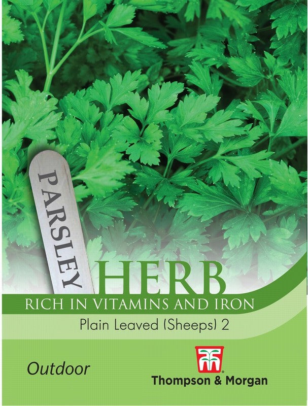 Parsley 'Plain Leaved (Sheeps) 2' (Flat Leaved)
