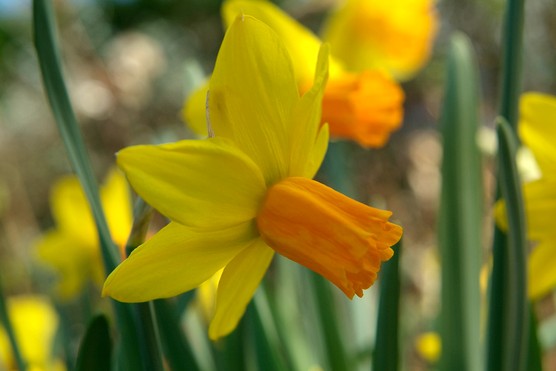 Daffodil Narcissus 'Fortune' (1.5 Kg)