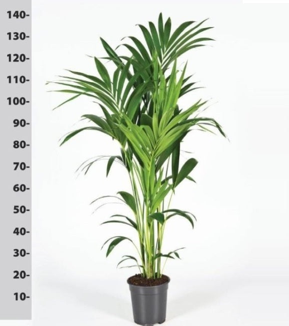 Howea forsteriana | Kentia Palm (130cm Tall)