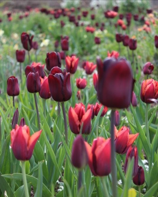 Tulip 'Muvota' Bulbs ( 6 pack)