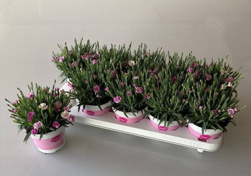 Dianthus Pink Kisses (P12)