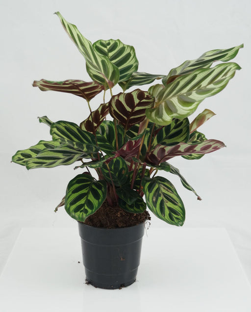 Calathea makoyana Peacock Plant with patterned green foliage