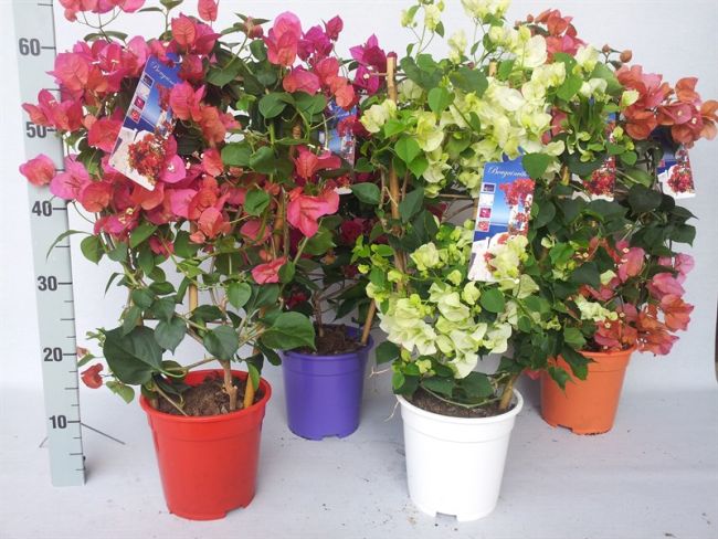 Bougainvillea mix P17 on trellis