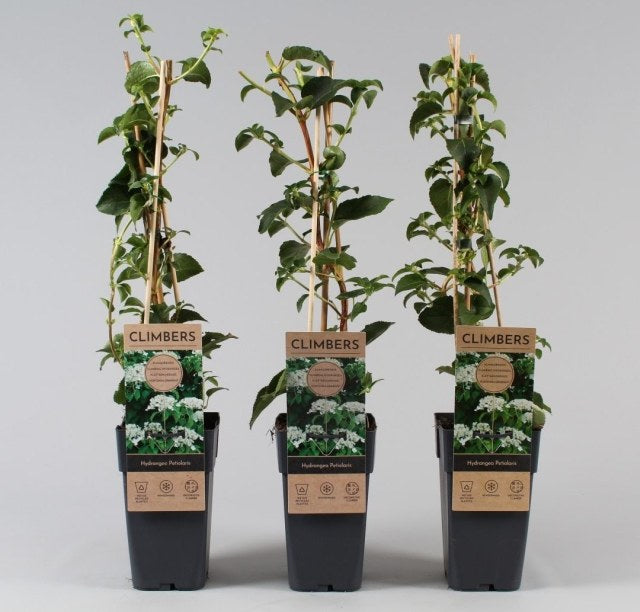 Hydrangea anoma petiolaris | Climbing Hydrangea (2 Litre)