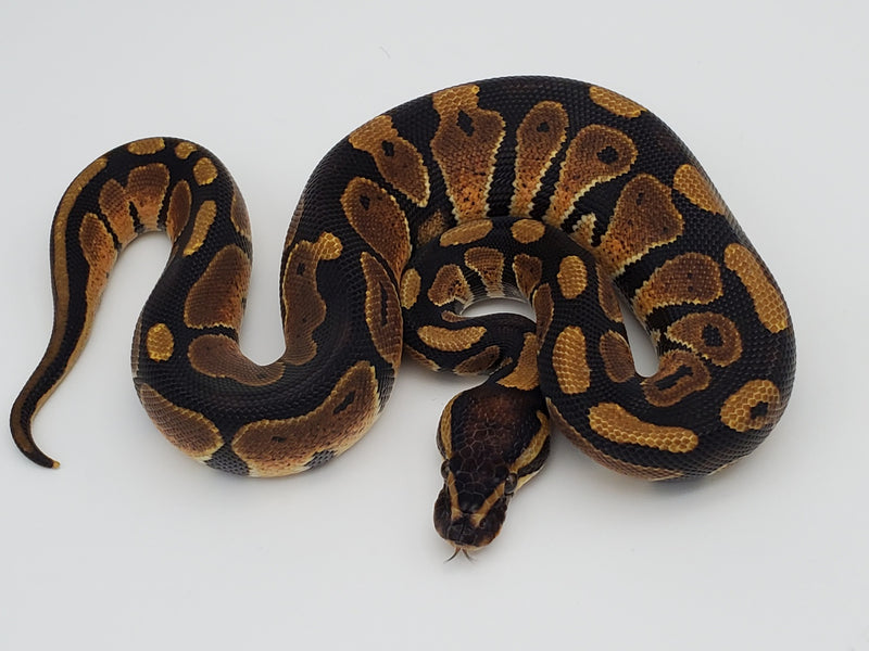 Royal Python Motley Clown