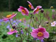 Anemone hupehensis 'Praecox'