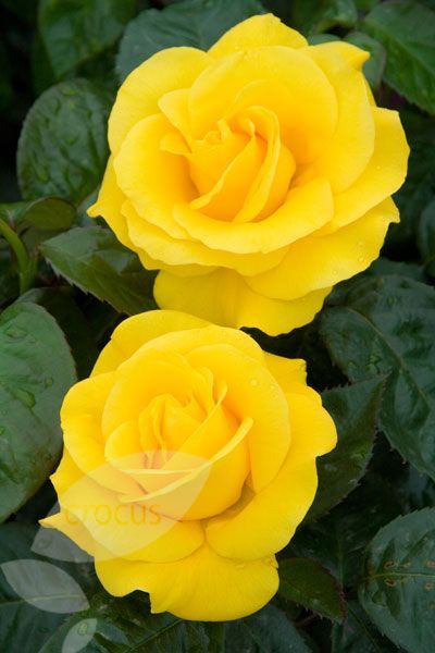 Golden Wedding Floribunda Rose 3.5 Litre
