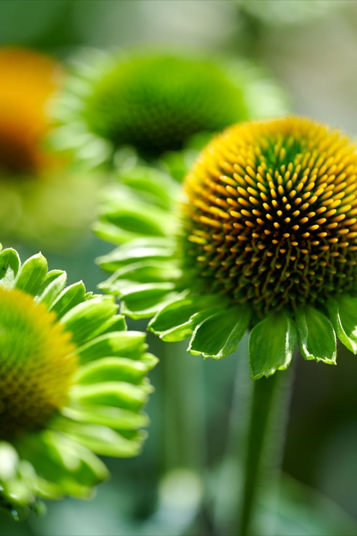 Echinacea 'Jealousy' 2L
