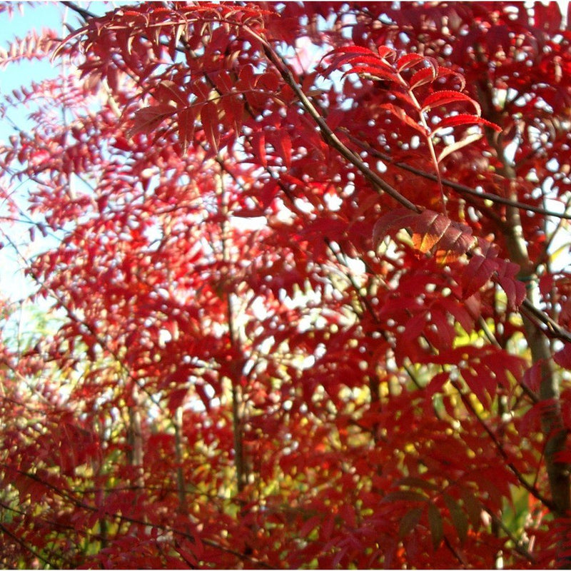Sorbus Commixta - Mountain Ash (10 Litre)