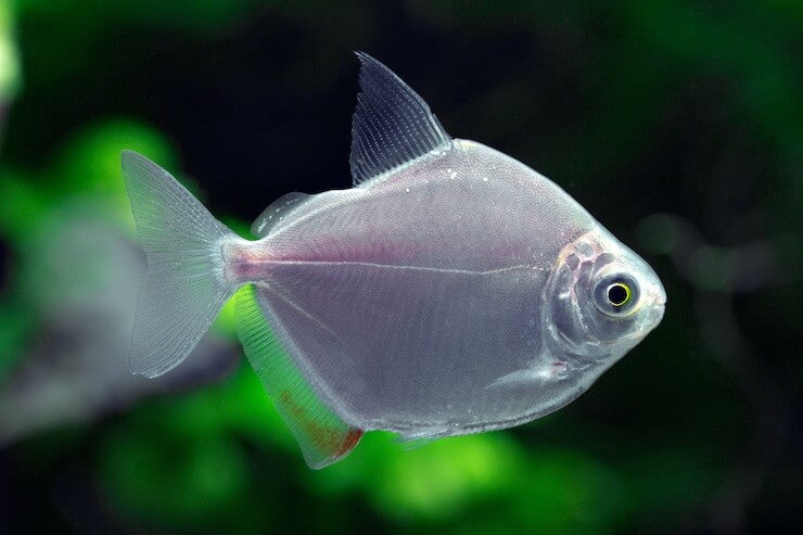 Silver Dollar Fish (Metynnis argenteus) (Large)