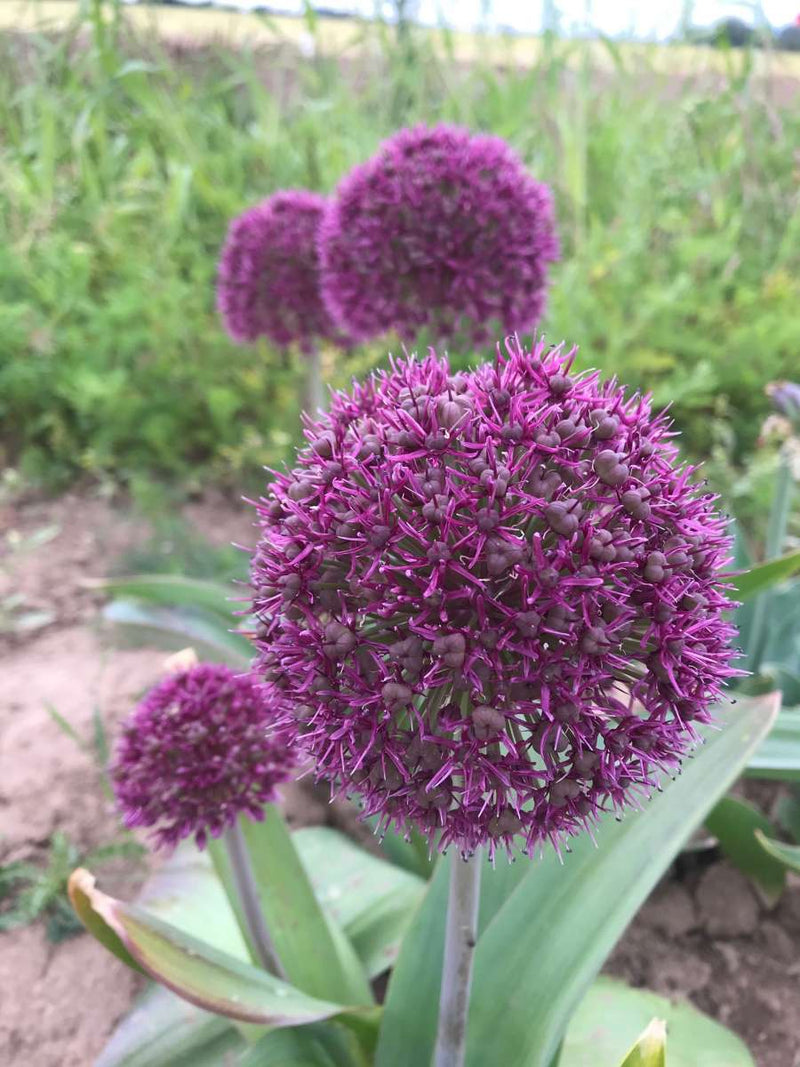 Allium 'Ostara' 2L