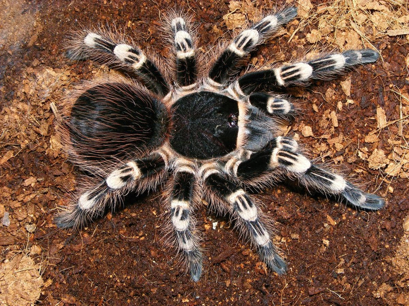 Brazilian White Knee Tarantula | Acanthoscuria geniculata (S)