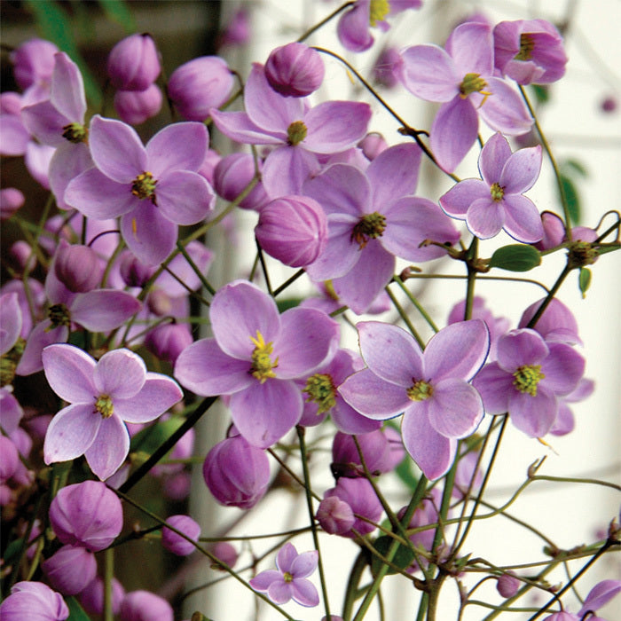 Thalictrum 'Splendide' 2L