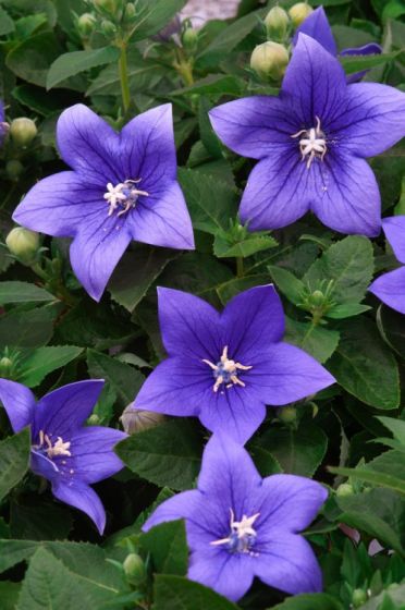 Platycodon Grandiflorus 'Astra Blue'