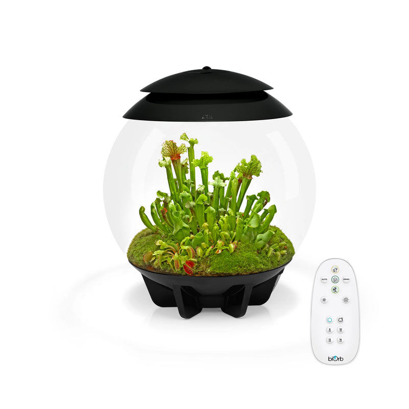 Biorb Air 30 Terrarium With Black Lid