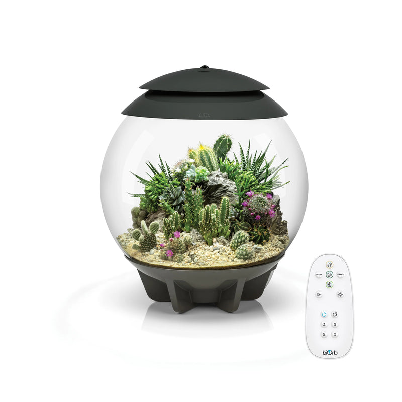 Biorb Air 30 Terrarium With Black Lid