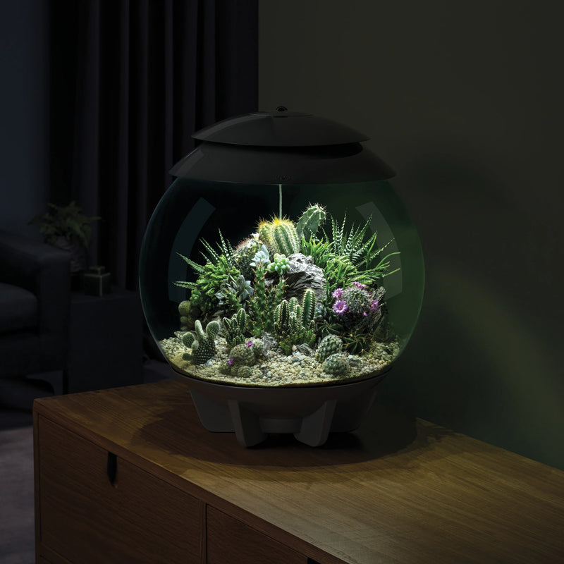 Biorb Air 30 Terrarium With Black Lid