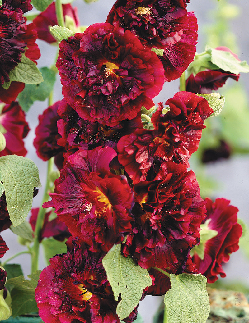‘Spring Celebrities Crimson’ | Alcea Rosea (2 Litre)