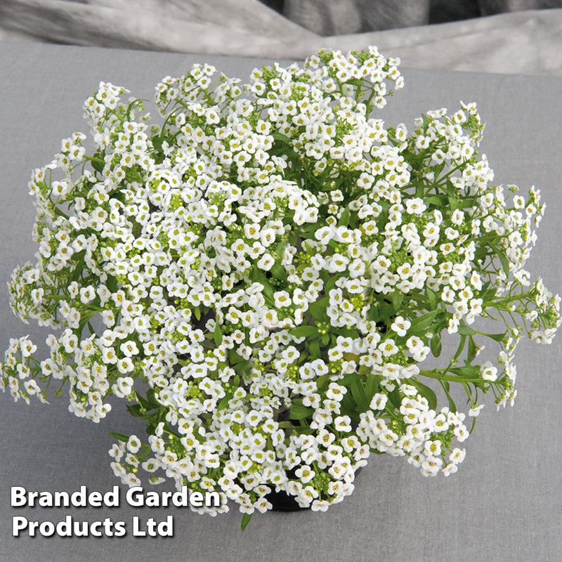 Alyssum 'Giga White'