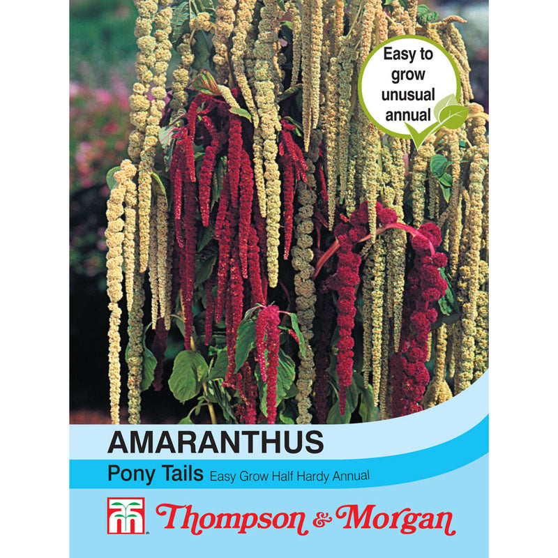 Amaranthus 'Pony Tails'