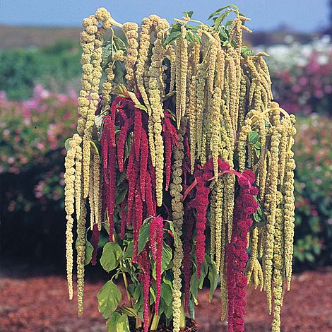 Amaranthus 'Pony Tails'