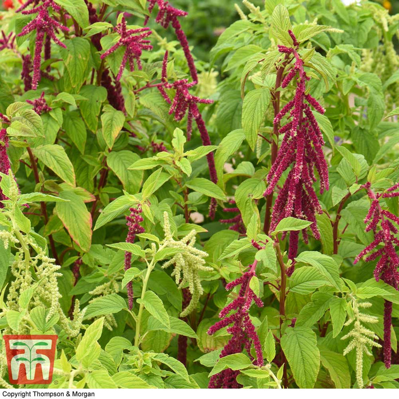 Amaranthus 'Pony Tails'