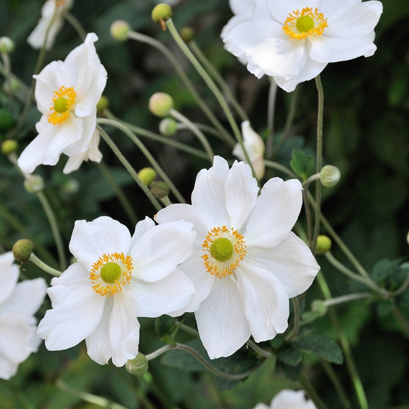 Anemone x Hybrida 'Honorine Jobert' | Japanese anemone