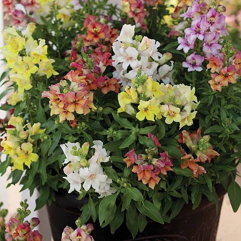 Antirrhinum majus 'Reminiscent Mixed' F1 Hybrid