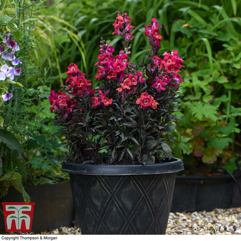 Antirrhinum 'Mini Cherry Cola'