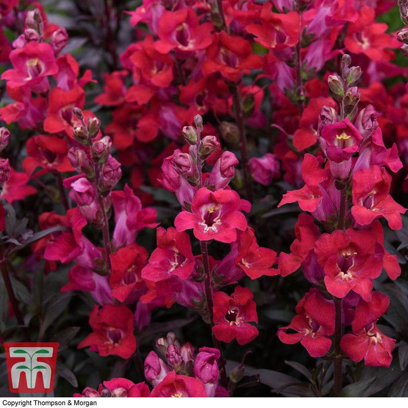 Antirrhinum 'Mini Cherry Cola'