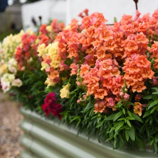 Antirrhinum 'Sweet Duet Series'