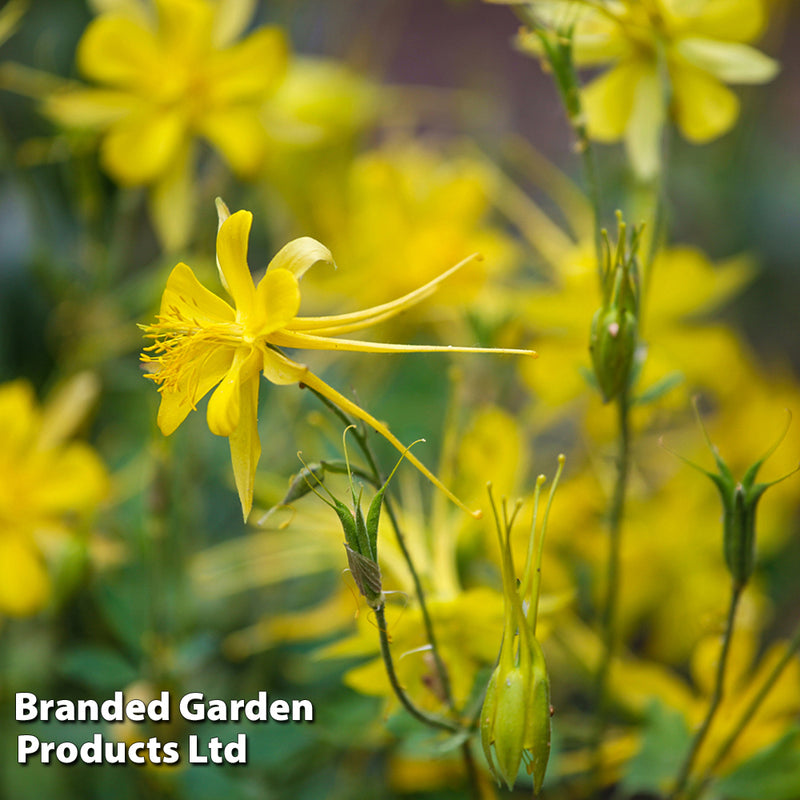 Aquilegia x Caerulea 'Sunshine'