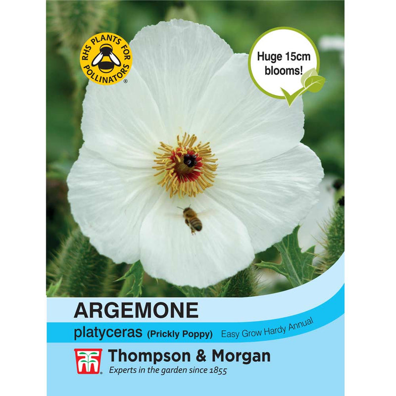 Argemone Platyceras