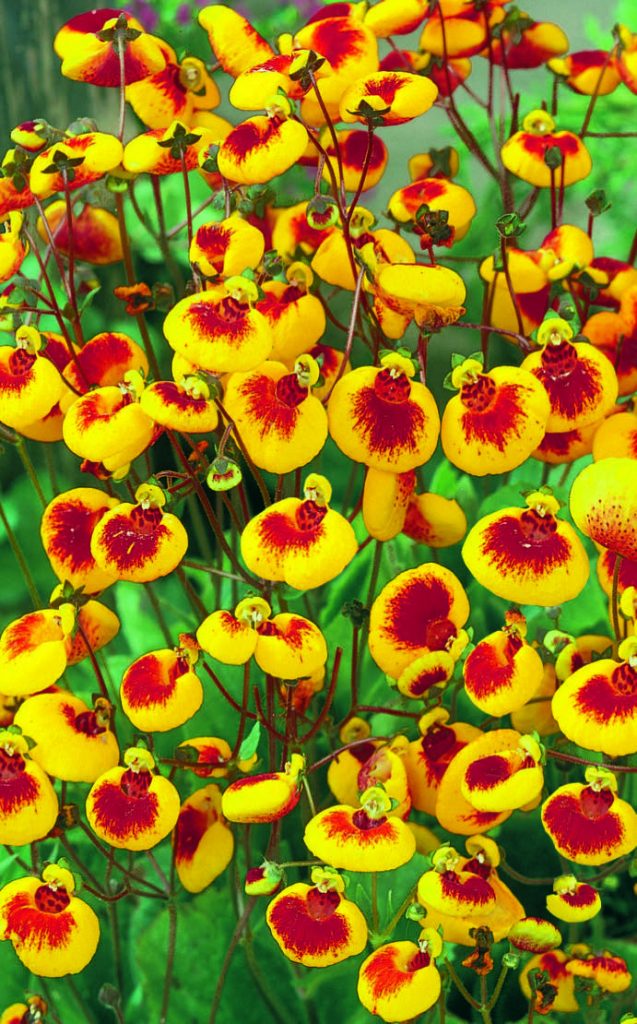 Calceolaria Sunset Red | Slipper Flowers